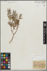 Foto von Salix repens subsp. rosmarinifolia (L.) Andersson